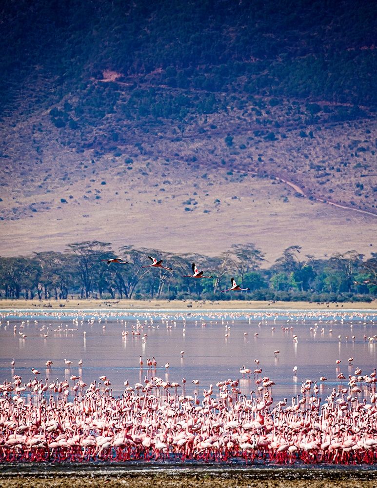 Lesser flamingos rest and feed in Lake Magadi inside Ngorongoro Crater-Tanzania art print by Larry Richardson for $57.95 CAD